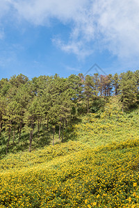 高的景观天空在泰国北部的家公园高山上正在开阔的田野中树林马瑞金田在泰国北边图片