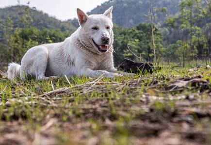 坐着晴天一只宁静的白狗在阳光明媚的夏天平静地坐在森林公园绿草上宠物图片