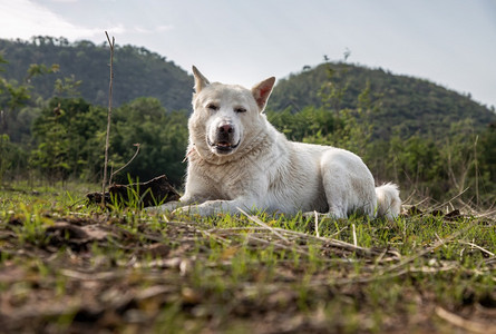 一只宁静的白狗在阳光明媚的夏天平静地坐在森林公园绿草上太阳可爱的亚洲图片