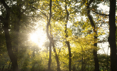 木制的阳光照在荷兰美丽森林里的树上秋天美丽的金色户外走道图片