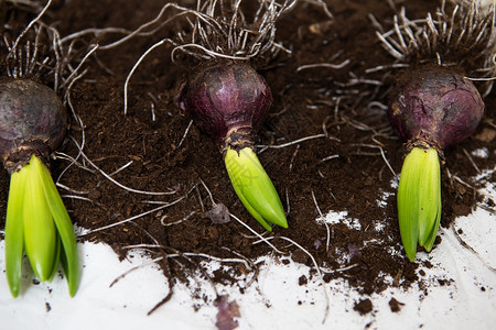 浇水情绪手套Hyacinthbluts躺在地上移植成一个罐子春情来自Hyacinth躺在地上移植到锅图片