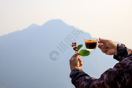 手握着樱桃生咖啡豆和热杯白色背景的自然山复制空间和有选择的聚焦点健康户外新鲜的图片