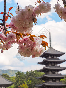 传统日本塔和樱花开在朝野日旅行叶子颜色图片