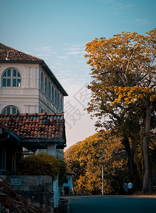 季节Amangalla旅馆大楼以及加勒堡Galle高树和街道的夜景照片欧洲天空图片