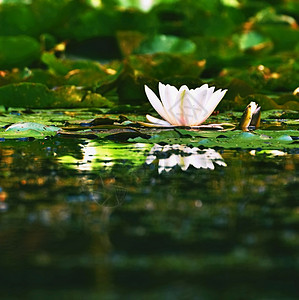 池塘中的白莲花背景图片