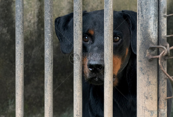 孤独救援被关在狗笼里严刑拷打的概念人类残酷感是最令人痛苦的庇护所图片