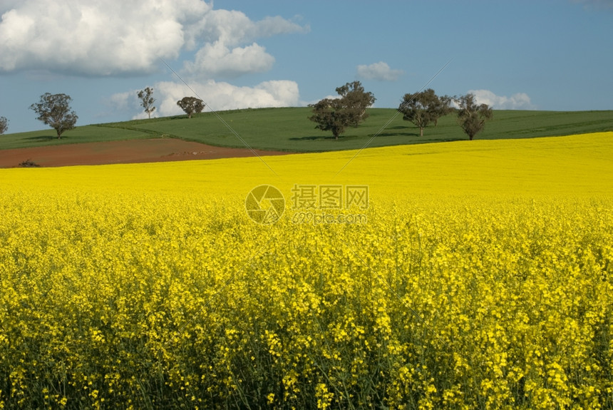 美丽的油菜花农场图片