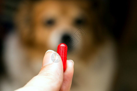 小狗预防治疗女手持药丸和特写物以及对哈巴狗很重要的药物模糊了背景观念概一些犬种不喜欢在生病时服用药物特写女手持药丸和特写物在哈巴图片