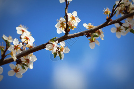 季节深度美丽的梅花照片抽象自然背景美术春季花卉壁纸柔焦树枝上的小白花美丽梅照片柔软焦点树枝上的小白花夏天背景图片