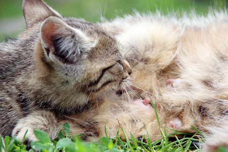 童年铺设灰小猫从躺在绿草上的母猫吸奶特写小妈的喂养过程灰小猫从躺在绿草上的母猫吸奶特写哺乳动物图片