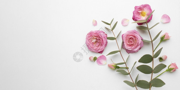 上方的玫瑰花朵有复制空间分辨率的花朵高品质美图片顶端风景花朵有复制空间的花朵夏天紫人节图片