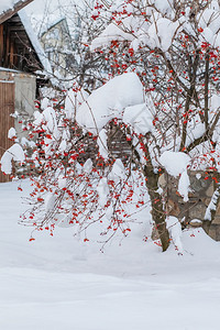 在雪中一场暴后卡利纳被雪中一层厚的覆盖中红宝石季节卡琳娜水果图片