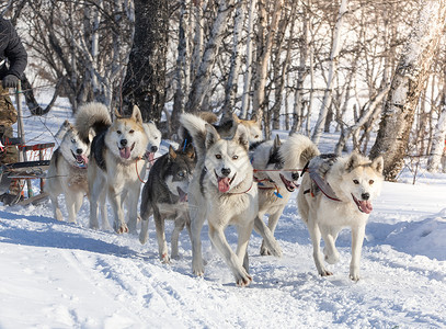 冬日雪橇狗背景图片