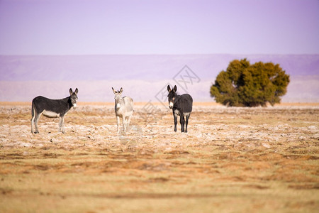 荒野驴在阿塔卡马盐湖坦比洛斯弗拉门戈保护区阿塔卡马沙漠智利南美洲人们盐滩图片
