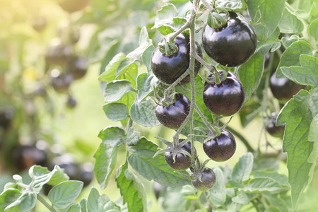 花园里成熟的靛蓝玫瑰黑番茄藤花园里成熟的靛蓝玫瑰黑番茄藤收获乡村自然图片