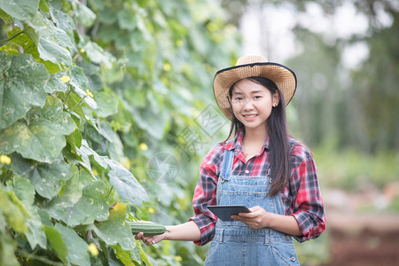 商业亚洲妇女农学家和民利用技术对业和有机植物田进行检查农艺师和民使用技术对业和有机植物田进行检查乡村的温室图片
