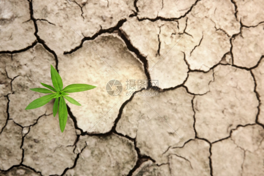 生活或商业概念经济危机符号或生态系统中恢复和挑战的苏与在破碎的土壤地面上新流出的绿色植物增长生破裂快乐的图片