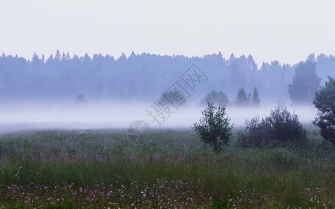野花北欧的白厚清晨雾覆盖了森林草原大气中农村地貌与饱和背景隔绝并有复制空间景观图片