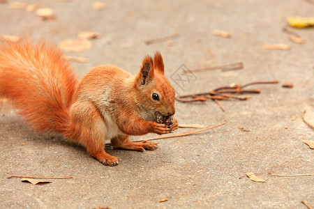 看松鼠吃栗子可爱的锋利的高清图片