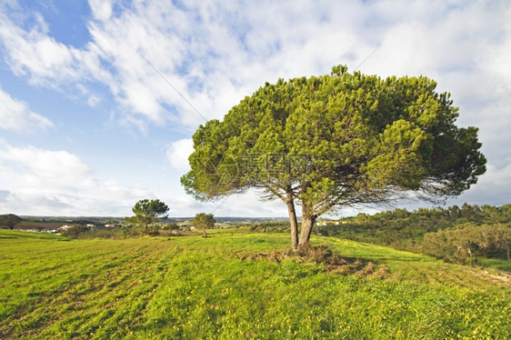 春天的葡萄牙风景优美环境阿连特茹图片