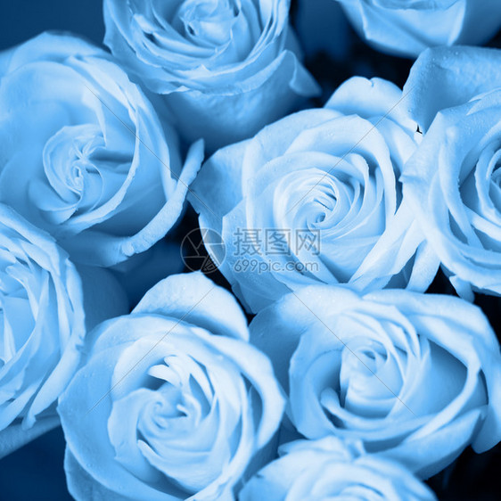 新鲜的柔软盛开以经典蓝色20年特亮颜色概念20年的选择焦点广场格式用于贺卡社交媒体情人节母亲日妇女的软玫瑰和露滴图片