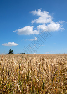 美丽夏天全景在阳光明媚的天与蓝之间近距离拍摄玉米田的画面图片