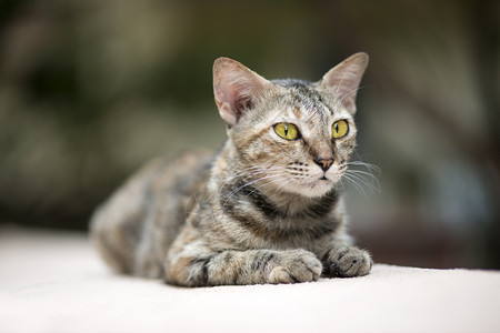 流浪猫在墙上行走年轻的嘴放松图片