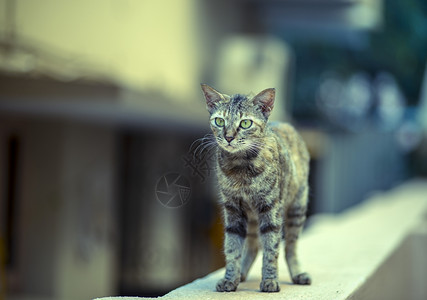 流浪猫在墙上行走漂亮的晶须年轻图片