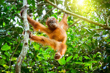 长在树上的小猩印度尼西亚苏门答腊野生雨林动物中栖息于树上在热带雨林中栖息于树上的动物RatureSumatra哺乳动物旅行亚洲图片