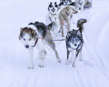 国内的堪察加可选择卡姆恰特霍斯基拖着雪橇的图片