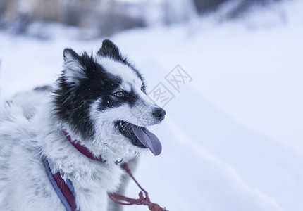 卡姆恰特霍斯基拖着雪橇的狼国内犬图片