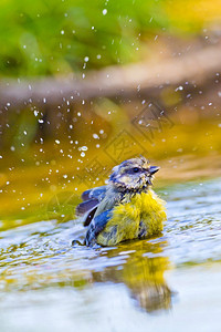 蓝山雀Paruscaeruleus森林池塘西班牙森林卡斯蒂利亚和莱昂西班牙欧洲蜡笔形目生物多样芬奇图片