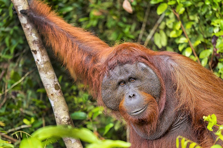 户外预订生态猩PongopygmaeusTanjungPuting公园婆罗洲印度尼西亚图片
