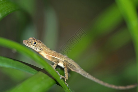 野生动物美丽的AnoleLizardAnolisssp热带雨林科瓦多公园奥萨保护区半岛哥斯达黎加中美洲主题图片