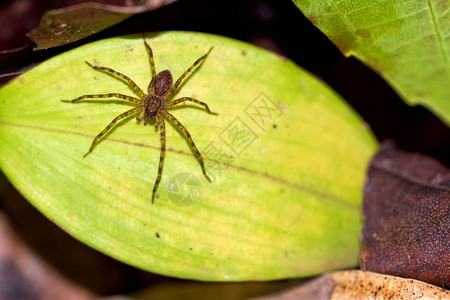 生态系统节肢动物热带蜘蛛雨林科瓦多公园奥萨养护区半岛哥斯达黎加中美洲观察图片