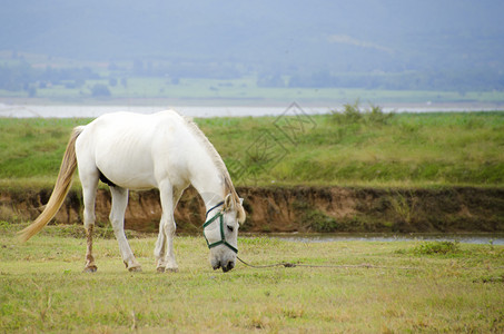 马在白天放牧蓝骑在草地上场景爬坡道图片