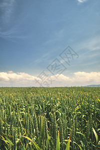 绿小麦田关闭有选择地注小麦的尾茎垂直框架阳光明亮的夏日有云空农业背景和垂直的简单熟图片