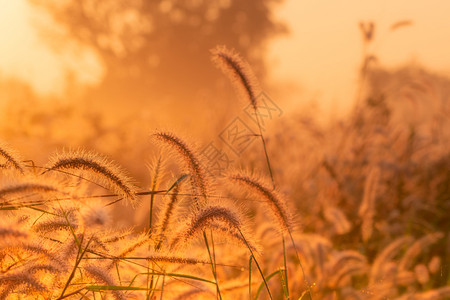 植物金子清晨黎明时分青草花朵在农村橙色草原本底的金阳光田野草花与晨阳光开始新的一天或生命概念水图片