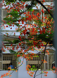 越南胡志明市学校开着的红窗鲜花夏火树暑期朵盛放生机蓬勃学夏季的凤凰花符号瞳孔墙景观图片