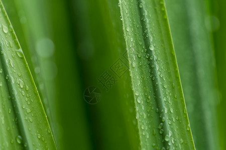 美丽绿色植物树叶上的滴水或雨在园艺背景中为绿植物叶下注雨季青叶纹理背景温泉模式极小绿叶纹理背景植物群阳光图片