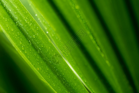 干净的绿色植物树叶上的滴水或雨在园艺背景中为绿植物叶下注雨季青叶纹理背景温泉模式极小绿叶纹理背景地球美丽图片