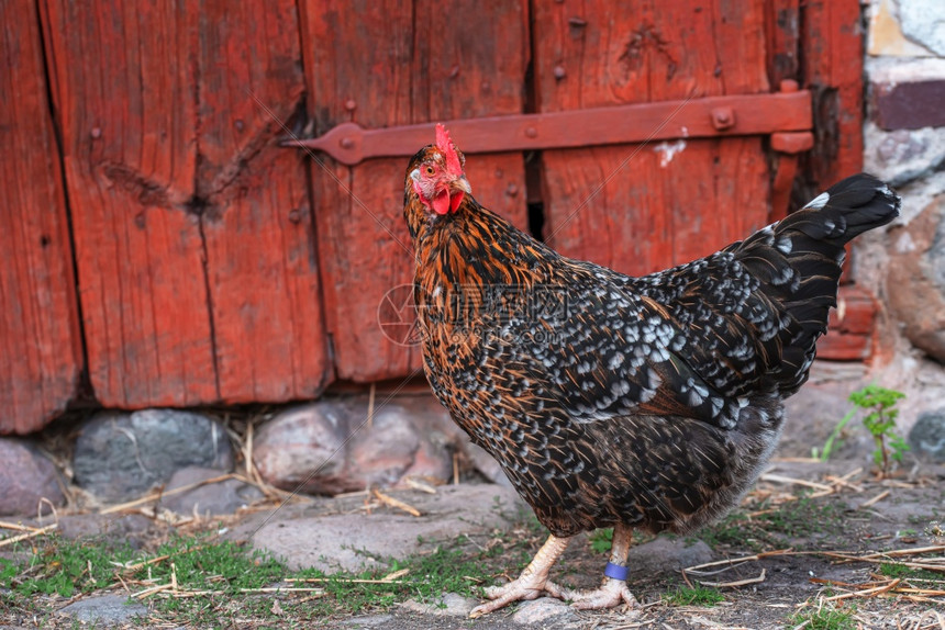 步行入口一只深褐色母鸡带着红的冠在院子中走里门口有红色一辆深棕母鸡在院子里走家门口外部的图片