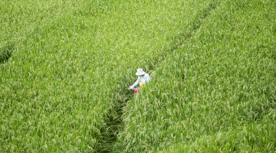 自然农业快乐的年轻女游客在山上的稻田露台散步享受风景玩得开心年轻的图片