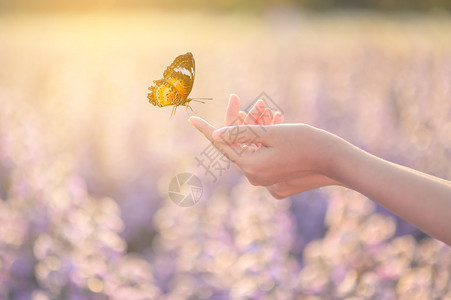 手和谐片刻那女孩把蝴蝶从罐子里解放出来金蓝色的时刻自由概念图片