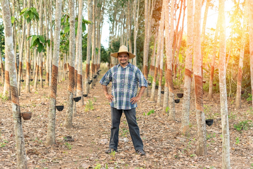亚洲农民男子业夫在橡胶树种植园中快乐天然胶片上挂着橡树这是为泰国工业用白奶色天然橡胶收获的农业作物在泰国农民业种植橡胶树园里以白图片