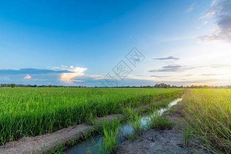 庄稼大稻田绿草风景观有田地玉米或在亚洲农业收获中蓝天晚夕幕背景青云飞亮黄丰收天空植物图片