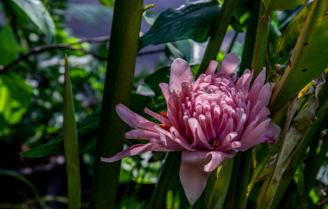 粉红莲花全盛开有池叶的花朵在子里露莲花是Asia中温泉和佛教的标志选择焦点植物群美丽的热带图片