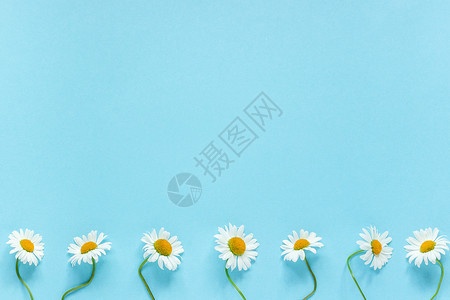 墙纸粉彩白甘菊花的一行香在面贴蓝色纸背景上复制空间模板用于明信片字母文或设计平坦的顶端视图Hello夏季一列白焦菊花在面贴蓝色纸图片