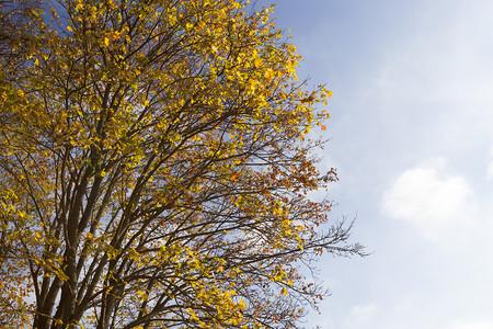 金子质地户外照片被贴近了背景中可以看到蓝色的天空秋初黄色的阳光秋天黄色的红绿树在秋天时可以看见青蓝的天空图片