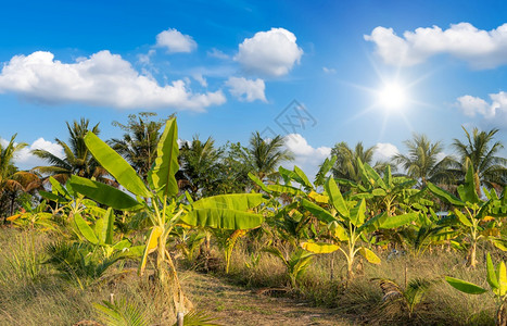 天然绿香蕉树种植热带雨林在泰国的花园里有日光蓝天白云的热带雨林健康种植园户外图片